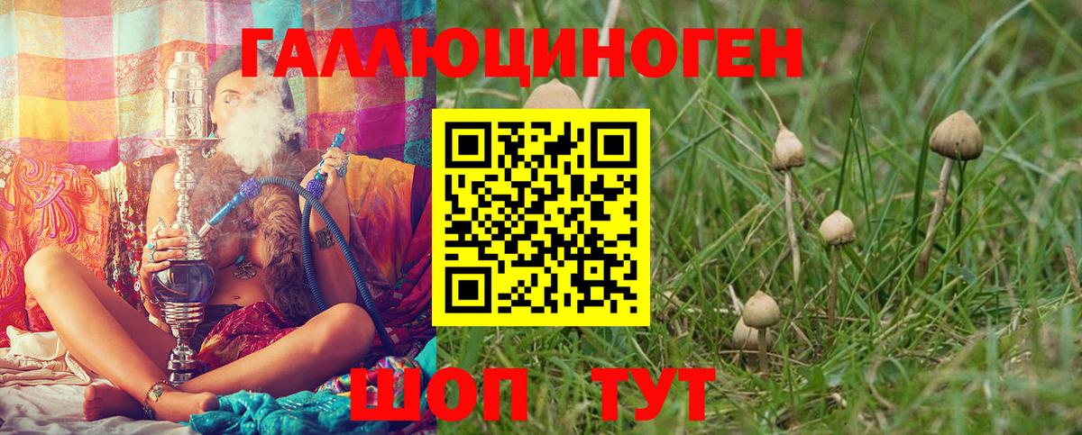 Псилоцибиновые грибы Psilocybe Калининград